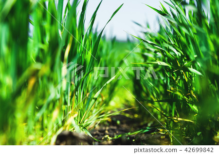 Macro close-up of wheat grass growing from the roots in the soil under the blue sky and white clouds 42699842