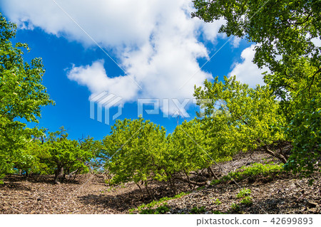 Landscape with trees in the Harz area, Germany 42699893