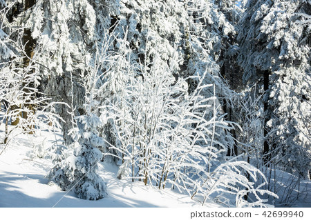 Winter with snow in the Giant Mountains Winter with snow in the Giant Mountains 42699940