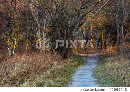 Coastal forest with grass in Graal Mueritz 42699948