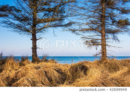 Baltic Sea coast in Graal Mueritz, Germany 42699949