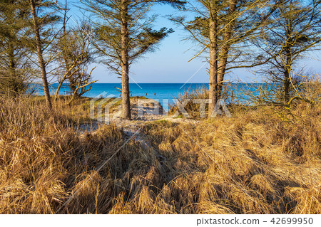 Baltic Sea coast in Graal Mueritz, Germany 42699950