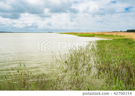 Lake with reeds and clouds in Born, Germany 42700154