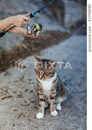 cat and fisherman with fishing rod wheel cat and fisherman with fishing rod wheel 42700896