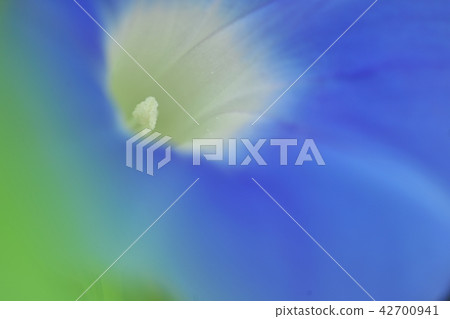 Morning glory flower Morning glory flower 42700941