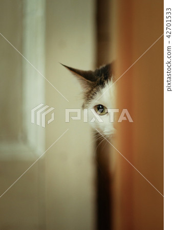 hungry cat drink milk from blue bowl lick his lips hungry cat drink milk from blue bowl lick his lips 42701533