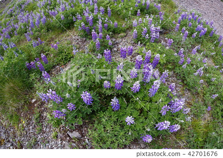 阿拉斯加風景·阿留申群島·Uranasuka島 阿拉斯加風景·阿留申群島·Uranasuka島 42701676