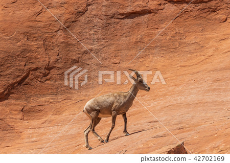 Desert Bighorn Sheep Ewe 42702169