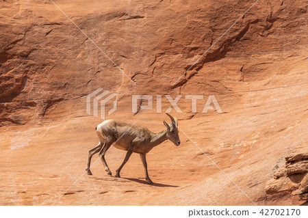 Desert Bighorn Sheep Ewe 42702170