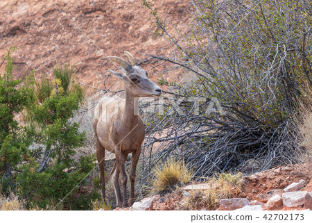 Desert Bighorn Sheep Ewe 42702173
