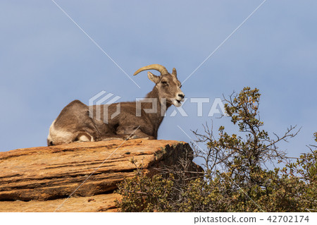 Desert Bighorn Sheep Ewe 42702174
