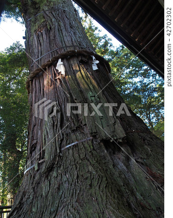 茨城郡,茨城縣小松神社Hokke Sugi 茨城郡,茨城縣小松神社Hokke Sugi 42702302