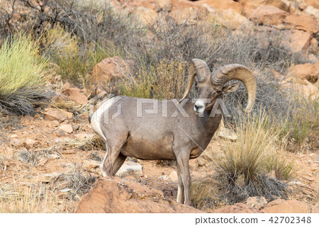 Desert Bighorn Sheep Ram 42702348