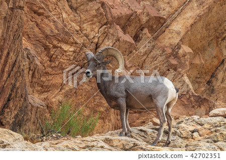 Desert Bighorn Sheep Ram 42702351
