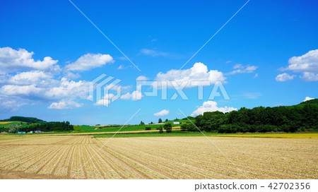 Summer vineyard scenery 16: 9 42702356