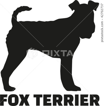 Fox Terrier with breed name 42702737