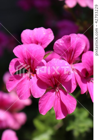 Ivey geranium 42703229