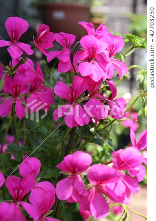 艾維天竺葵 42703230