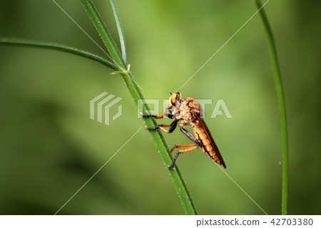 Aoméab Aoméab 42703380