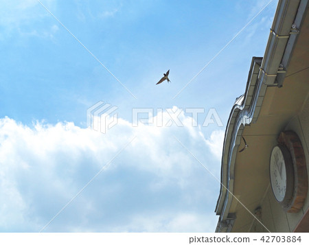 燕子在天空中自由飛翔 燕子在天空中自由飛翔 42703884