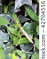 Mantis 42704556