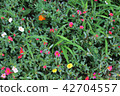A flower 42704557