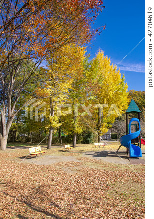 公園的秋葉做的銀杏葉 42704619