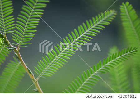 Kawaratetsu no leaves 42704622