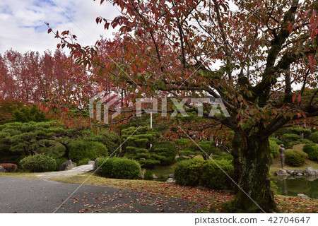 京都博物館畫廊的秋葉 42704647