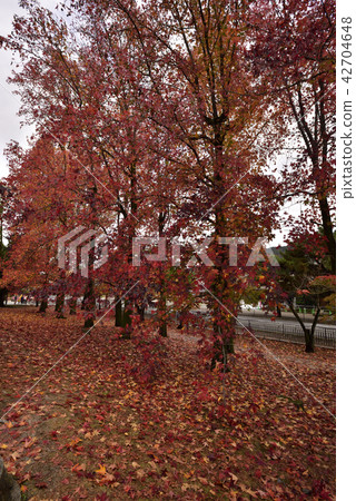 The autumn leaves of the Kyoto museum gallery The autumn leaves of the Kyoto museum gallery 42704648