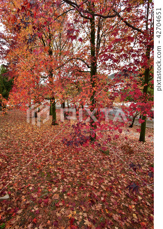 京都博物館畫廊的秋葉 京都博物館畫廊的秋葉 42704651