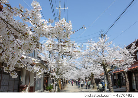Sasebo cherry tree 42704925