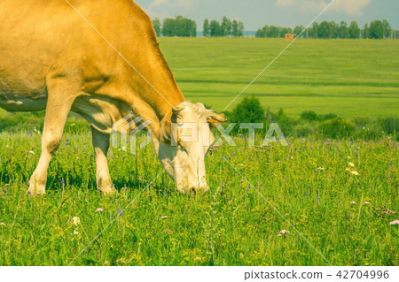 A cow is grazing in a meadow. A cow is grazing in a meadow. 42704996