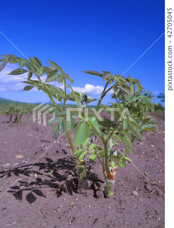 拍攝生長Udo的領域的風景與清楚的天空藍天 42705045