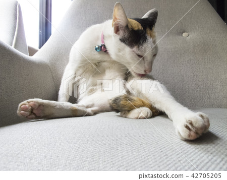 Three color Cat wash her body on the Gray chair Three color Cat wash her body on the Gray chair 42705205