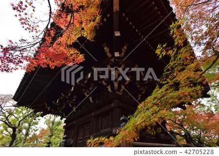 Mashedo triple tower (Hokke tower) autumn leaves 42705228