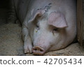 Pig  42705434