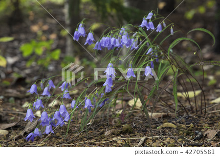 Iwashadin Yurigahara Park 42705581