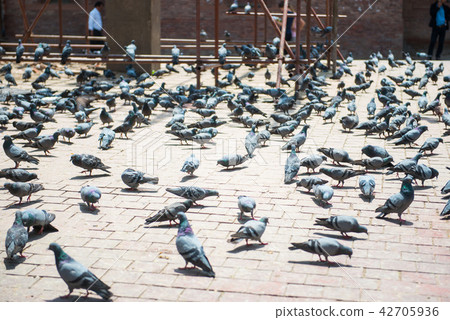 a flock of pigeon in Kathmandu town 42705936