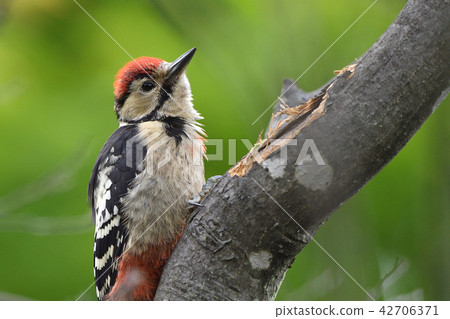 A young astrolographer A young astrolographer 42706371