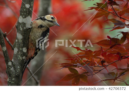 A young astrolographer A young astrolographer 42706372