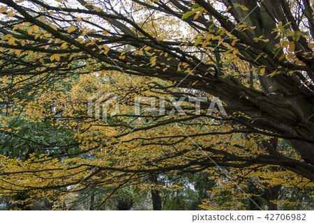 UK British branches of branches of branches of tree UK British branches of branches of branches of tree 42706982