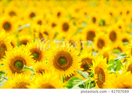 Sunflower (Tsunami Sunflower Square) Sunflower (Tsunami Sunflower Square) 42707089