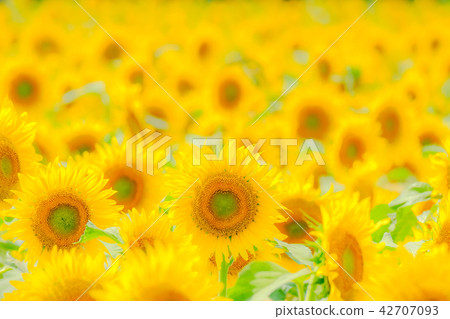 Sunflower (Tsunami Sunflower Square) Sunflower (Tsunami Sunflower Square) 42707093