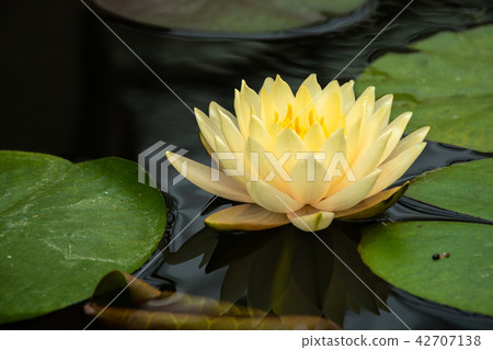 Beautiful yellow lotus Beautiful yellow lotus 42707138
