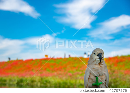 Pearl oyster of Paradise on the bank of the Higishihana in full bloom 42707376