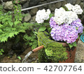 Hydrangea of Wife Hostel 42707764