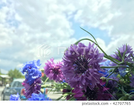 Blue Sky and Yakarigumi 42707765