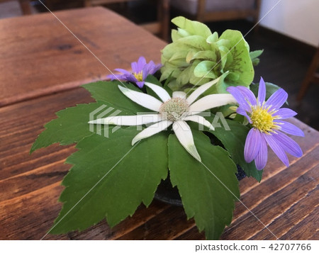 Funnel flower I met in a cafe 42707766