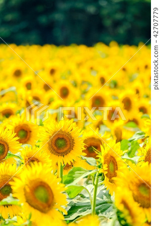 向日葵（海嘯向日葵廣場） 42707779